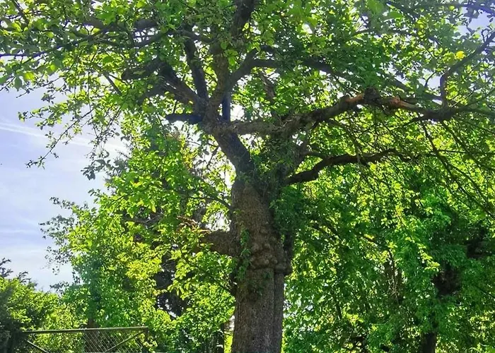 Spreewaelder Schwalbenhof - 